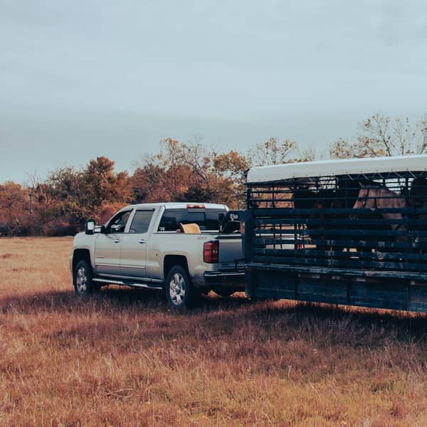 Silver pickup hitched to a livestock trailer with horses in a field